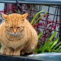 「スーツケースに詰まった愛猫の人生」　捨てられた猫と飼えない家族の「…