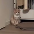 家にきて2日目、まだ納得していない様子だった子猫…4日目に見せた『ま…