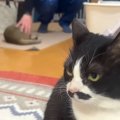 パパの帰宅を待ちかまえる甘えん坊猫→２匹の同居猫は…まさかの『おかえり…
