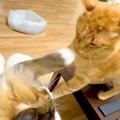 ママのお膝に座りたい２匹の元野良猫→お互いゆずらなくて…思った以上…