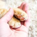【獣医師監修】キンカローの平均寿命は何年？長生きのポイントや病気を解説