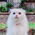 亡くなった愛猫に会いたい…猫は生まれ変わりをするのか？