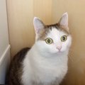 元気に遊んでいた猫→突然『警戒モード』になって、２時間後…『まさかの能…