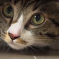 猫が突然『異様な声で喋りだした』かと思ったら…とんでもない『笑撃発…