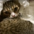 ママさんのスカートにもぐっちゃう甘えん坊な猫さん♪