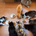 猫の『多頭飼い』に失敗しないための注意点4つ　考慮すべきポイントや飼育…