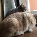 お外をじーっ。ツバメとお話ししたい猫ちゃんズ