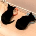 並んでご飯を食べていた２匹の赤ちゃん猫→７年たった結果…『まさかの…