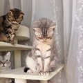 猫がする『ごめんね』の伝え方4つ