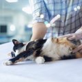 猫の『健康診断』では何をすればいい？やるべき検査項目や頻度を解説