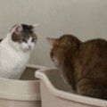 ケンカをしていた2匹の猫→『静かになった』と思ったら…気まずさMAXの…