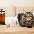 猫に『お茶』って飲ませても大丈夫？ダメなお茶・OKなお茶5選