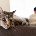 猫と遊ばない飼い主が引き起こす５つのリスク