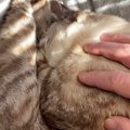 膝の上でぐっすりと眠る猫→限界を迎えて降ろした結果…思わず笑ってしまう…