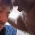 『仲良くなりたかっただけなのに…』凶暴猫にキスをしたパパ→まさかの…