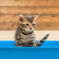 猫の『トイレトレーニング』を成功させるポイント3つ　失敗してしまう原因…