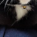 飼い主の膝の上でくつろぐネコ→『顔の形』を見たら…驚きの光景に「猫…