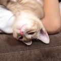 男の子にホールドされていた子猫→眠たくなってきて…幸せいっぱいな『尊す…