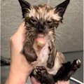 捨てられていた子猫→『初めてのお風呂』に入れた結果…予想外の反応と…