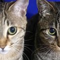 まるで『イエベとブルベ』→色合いが違う『2匹のキジトラ猫』が可愛す…