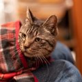 猫が飼い主に『頼りたくなる』のはどんな時？5つのシーンと頼りたい時…