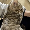 『甘えたい猫』がする仕草3選