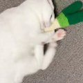 おもちゃに『夢中になっている白猫』を見ていると…『可愛すぎる瞬間』…