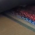 初めてのお留守番をした子猫→飼い主が帰宅すると…思わず涙が出る『尊い光…