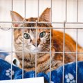 家庭内野良猫と上手に暮らすには？慣らし方や捕まえ方、心構え