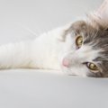 猫がひそかに『じっと我慢している』5つのこと　不満サインをキャッチ…