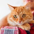 猫がやきもちや嫉妬をする時に見せる7つの行動