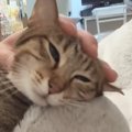 コタツを愛してやまない猫→暖かくなり、片づけた結果…撤去後の『かわ…