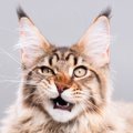 猫に叱られる飼い主の行動13選