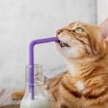 猫が『ストロー』をカミカミしてしまう3つの理由　止めさせる方法はあるの？