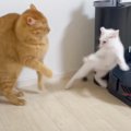 子猫を先輩猫がいる部屋に連れて行った結果…まさかの『絡み方』が面白…