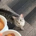 絶食中の猫ちゃん、1日ぶりの食事に大歓喜！