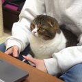 ゲームに飛び入り参加！真剣な表情が可愛い猫くん