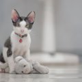 猫の首輪に『鈴』をつけるのはアリ？メリットと注意点を確認！