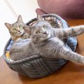 猫同士に仲良くしてもらう飼い方の秘訣５選