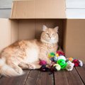 猫が『おもちゃで遊ばなくなった』ときの原因5つと対処法