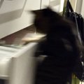『犯行現場を見てしまった』キッチンにいた黒猫→驚きの方法で『引き出しを…