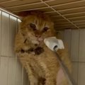『人間を恐れている猫』→保護から69日が経つと……涙あふれる『感動の瞬…