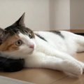 暑い日限定？！猫ちゃんのお気に入りスポット