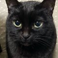 さきいかを欲しがる黒猫→『あげないよ～ん』と煽った結果…まさかの&qu…