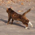 猫が『歩きながら体を伸ばす』3つの理由　体をほぐしているだけじゃない？…