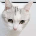 小さな頃から爪とぎポールに登るのが得意な猫→久しぶりに挑戦した結果…驚…