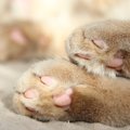 スクークム｜猫種の特徴や性格、寿命や歴史などの情報とまとめて紹介