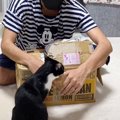 猫と実家から届いた謎の箱を開けてみた結果…センスのいい贈り物に『素…