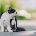 人間にうつる猫の皮膚病『疥癬』とは？原因や症状から治療法まで解説