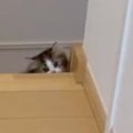 飼い主を驚かせたい子猫→階段の下からぴょこっと顔を出すと…『尊い光…
